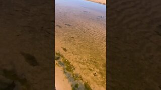 Little fish swimming at the beach