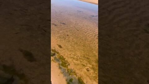Little fish swimming at the beach