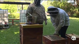 Beekeepers transforming Eminem's childhood home site into pollinator garden