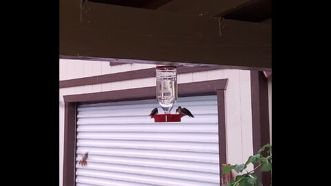 Hummingbirds (White Mountains AZ)