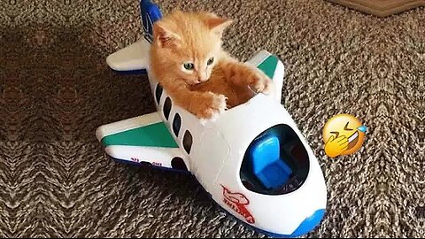 This is why you should have a cat 😂 Funniest animals 2024