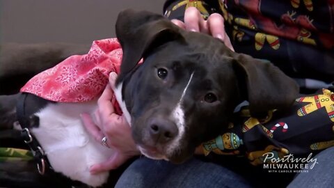 Meet our Pawsitively Milwaukee Pet of the Week: Ennis!