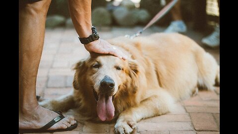 GOLDEN RETRIEVER LATE MUITO?