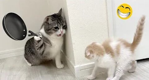 Funny Animal Videos 2023 😂 - Funniest Dog and Cat Videos