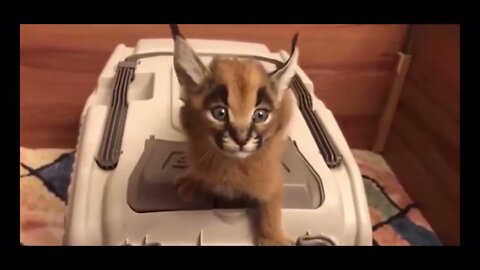 Behold The Mighty Roar