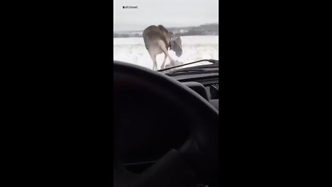 Hunter in Russia charged by elk