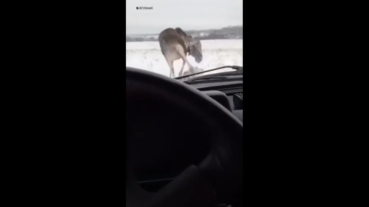 Hunter in Russia charged by elk