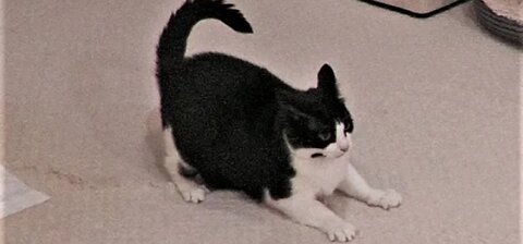Cat Zoomies