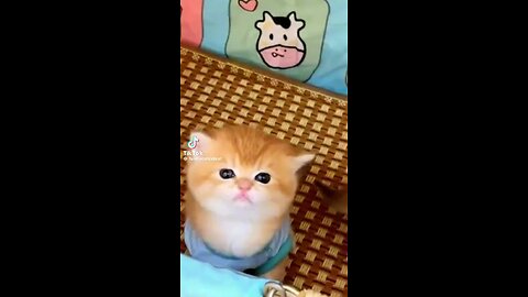 Cute baby cats 😍🥰🥰😍
