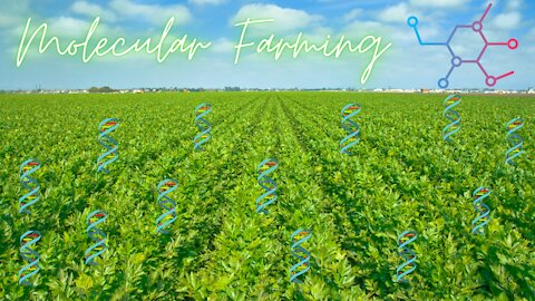 Molecular Farming