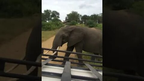 Our Close Encounter with the African Elephant!🤔#shorts #safari #travel #travelling