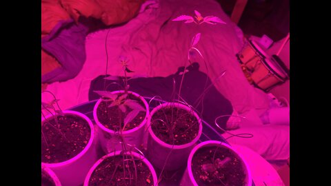 DHP Greenhouse 2-12-22 marijuana