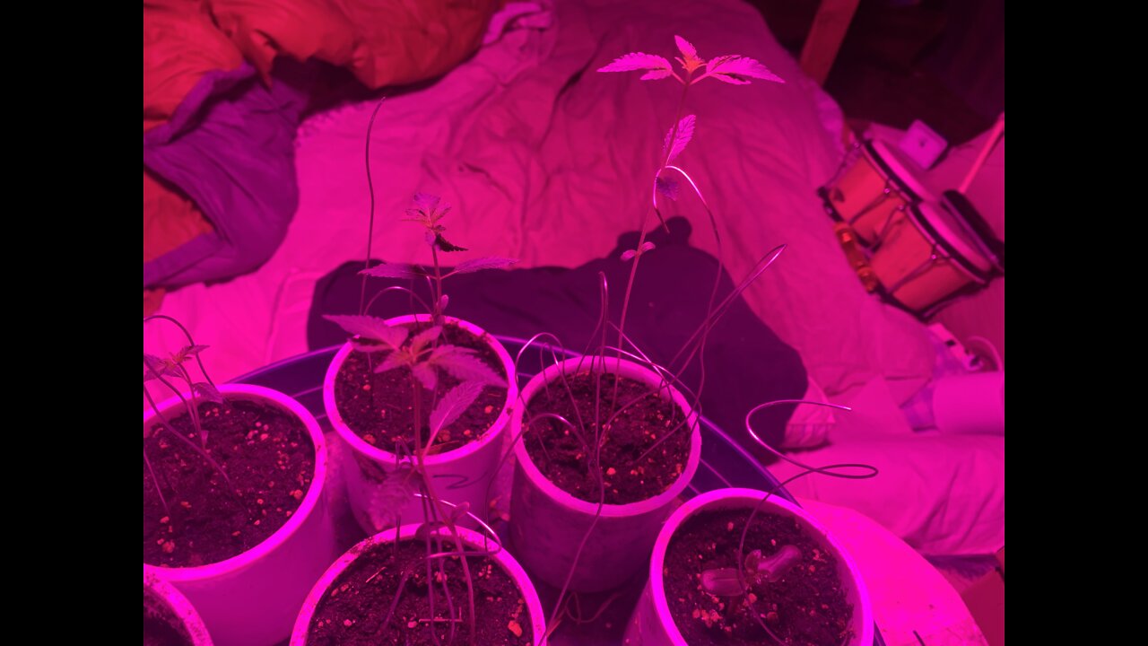 DHP Greenhouse 2-12-22 marijuana