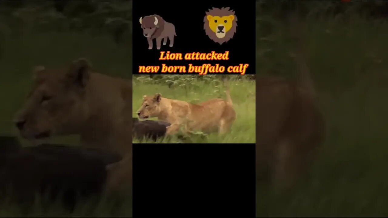 Lion attacked new born buffalo calf #shorts #youtubeshorts #shortvideo