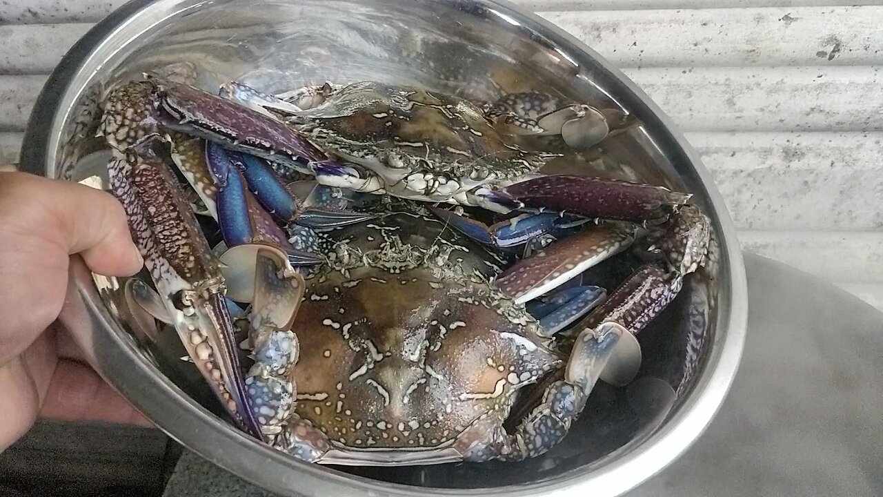 Blue Swimmer Sand Crabs