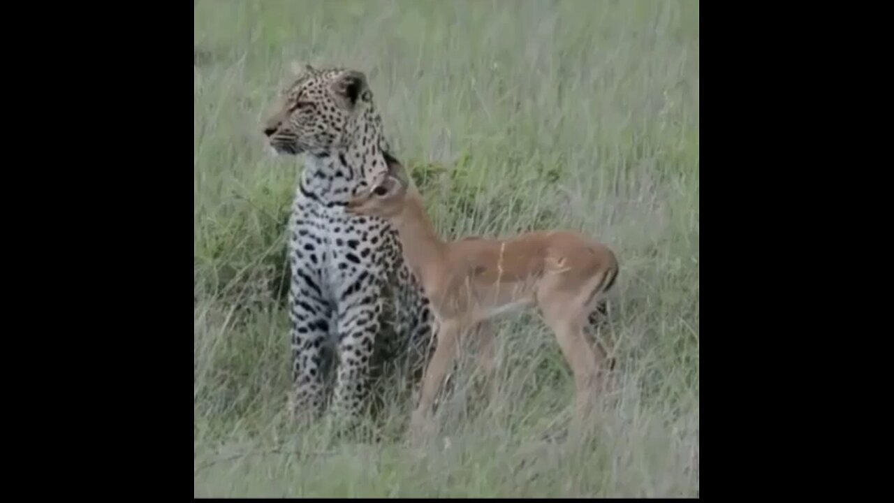 Leopard plays with baby impala#wildlifemagictv#wildlifemagic#wildlife#nature#animals #animalsworld