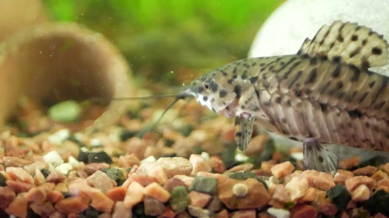 Megalechis thoracata black marble hoplo swims in home aquarium on background of other fish and green