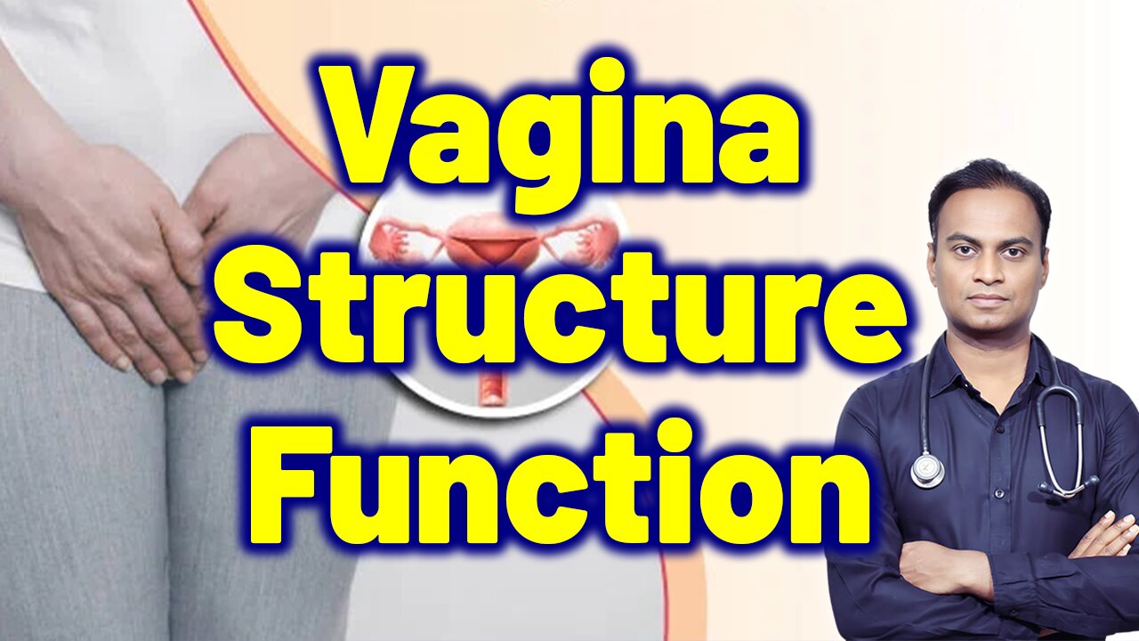 Vagina Structure and Function Related To White Discharge Treatment Cure Medicine Surgery Gynaecology