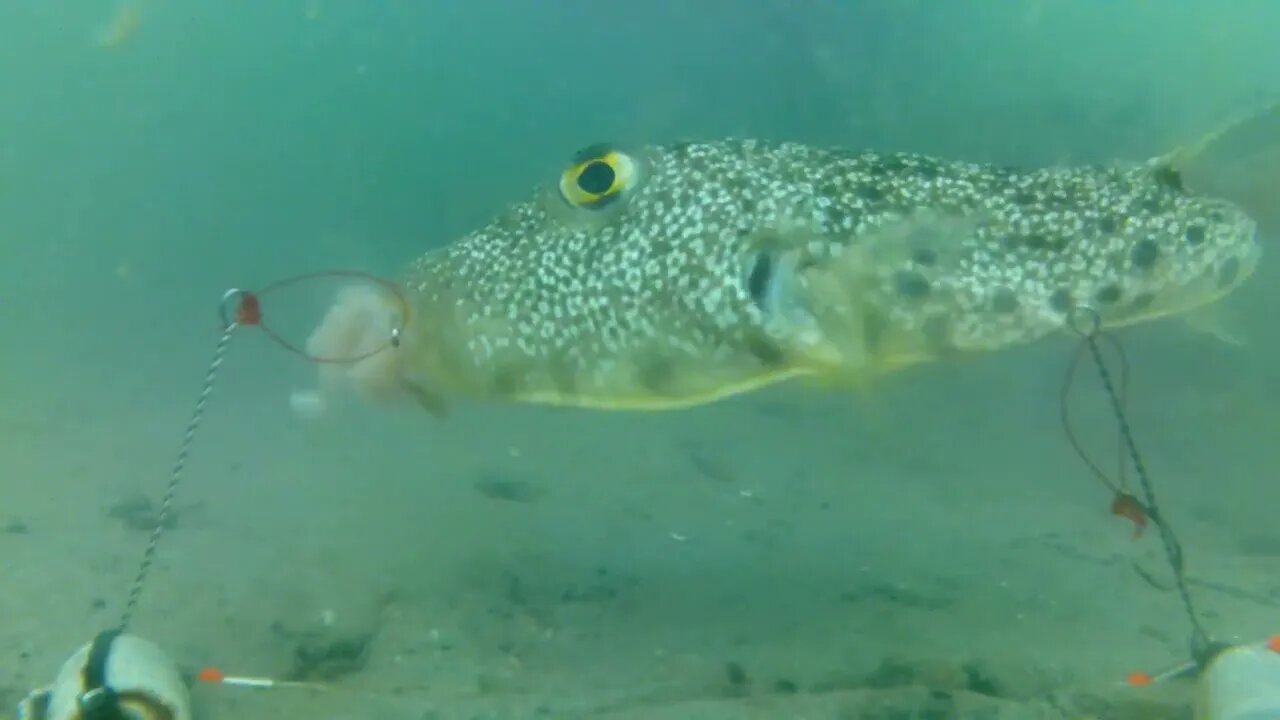 Underwater Footage of Cut Bait, Shrimp, and Squid: Florida Piers