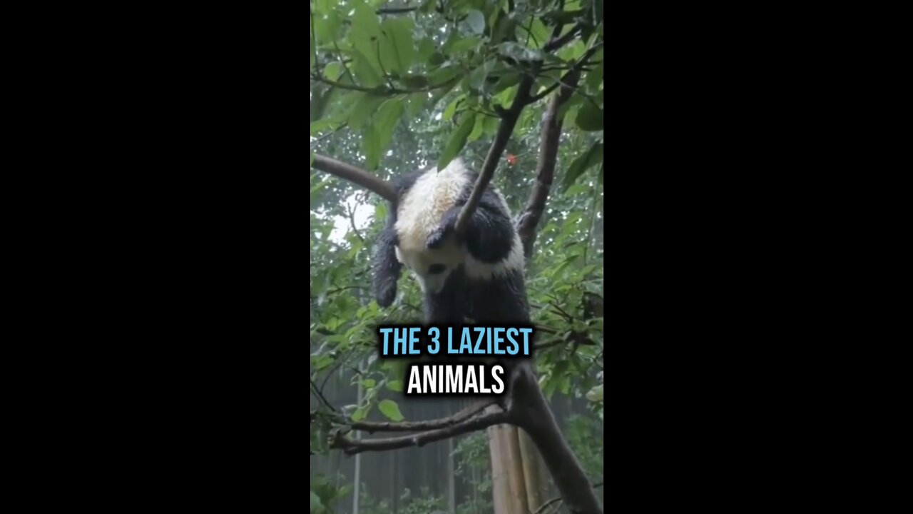 The 3 Three laziest animals in world