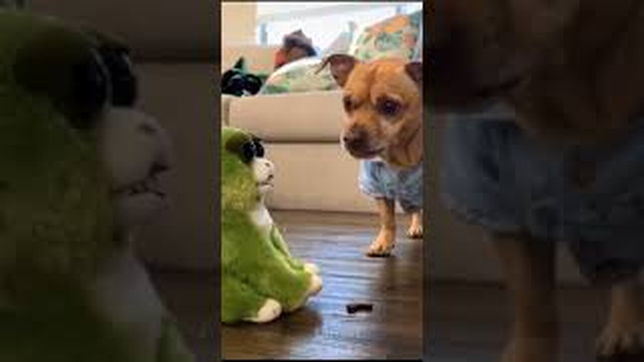 Funny Dog video 2023