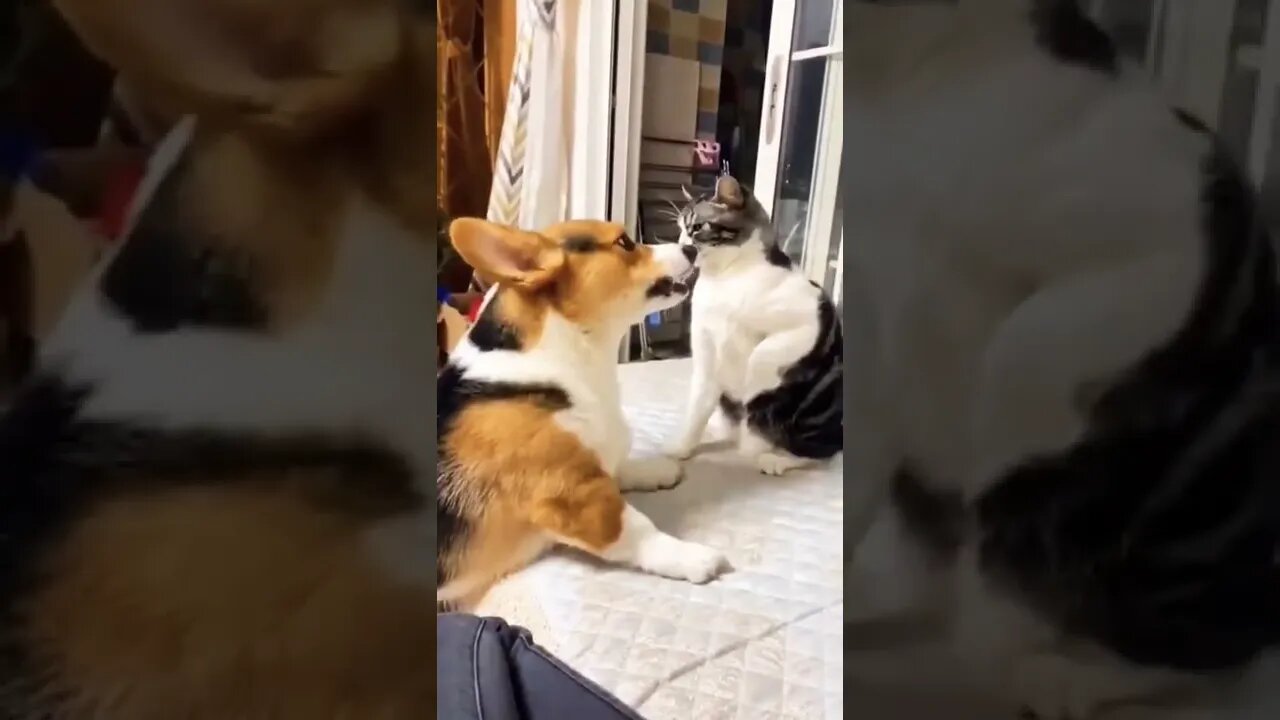 Cute Cat Funny Video #cat #shorts #reels