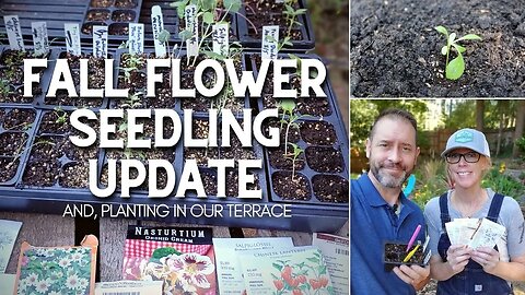 🌻 Fall Flower Seedling Update | Flowers to Plant for Fall Blooms 🌻