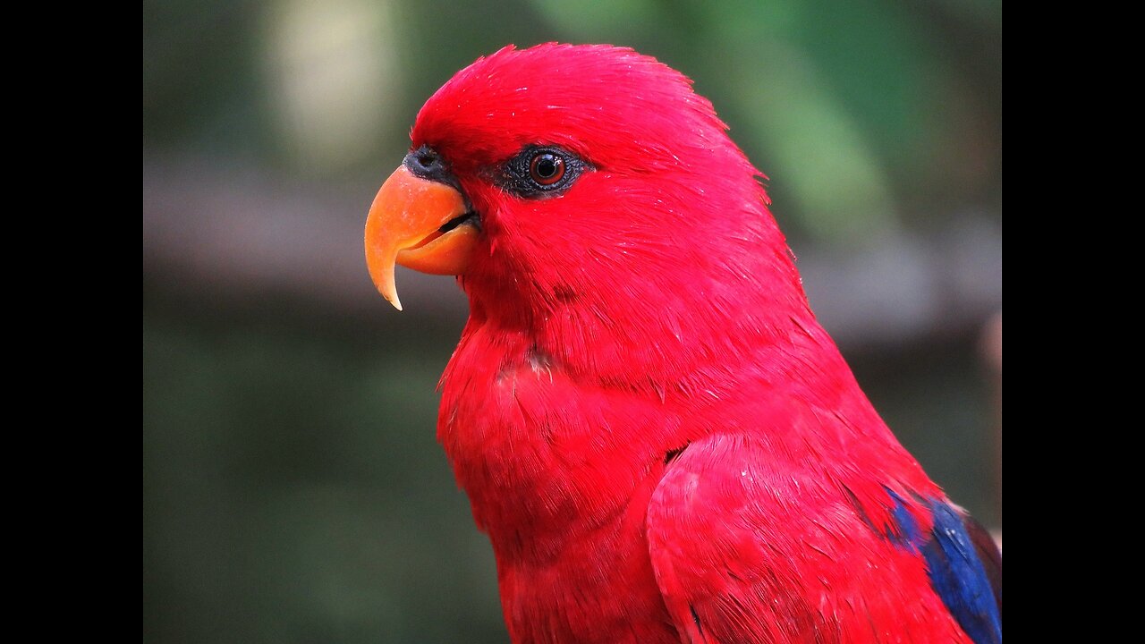 Red Parrot.