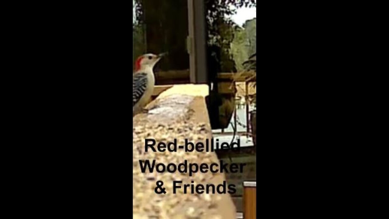 Red-Bellied Woodpecker & Friends