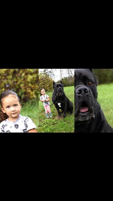 Little Girl Trains GIANT Guard Dog Heel - Cane Corso #shorts