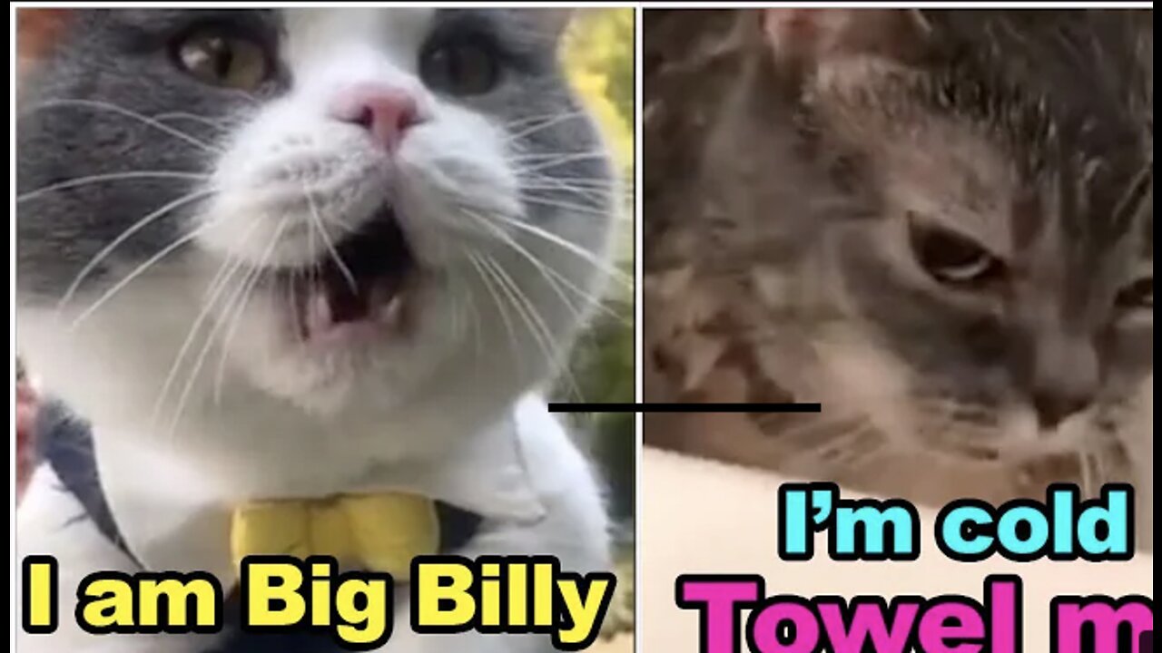 FUNNY!! THESE CATS CAN SPEAK BETTER ENGLISH THAN HUMANS!!