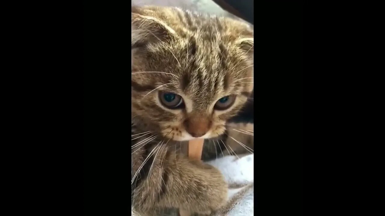 TikTok Cat | Funny Cat