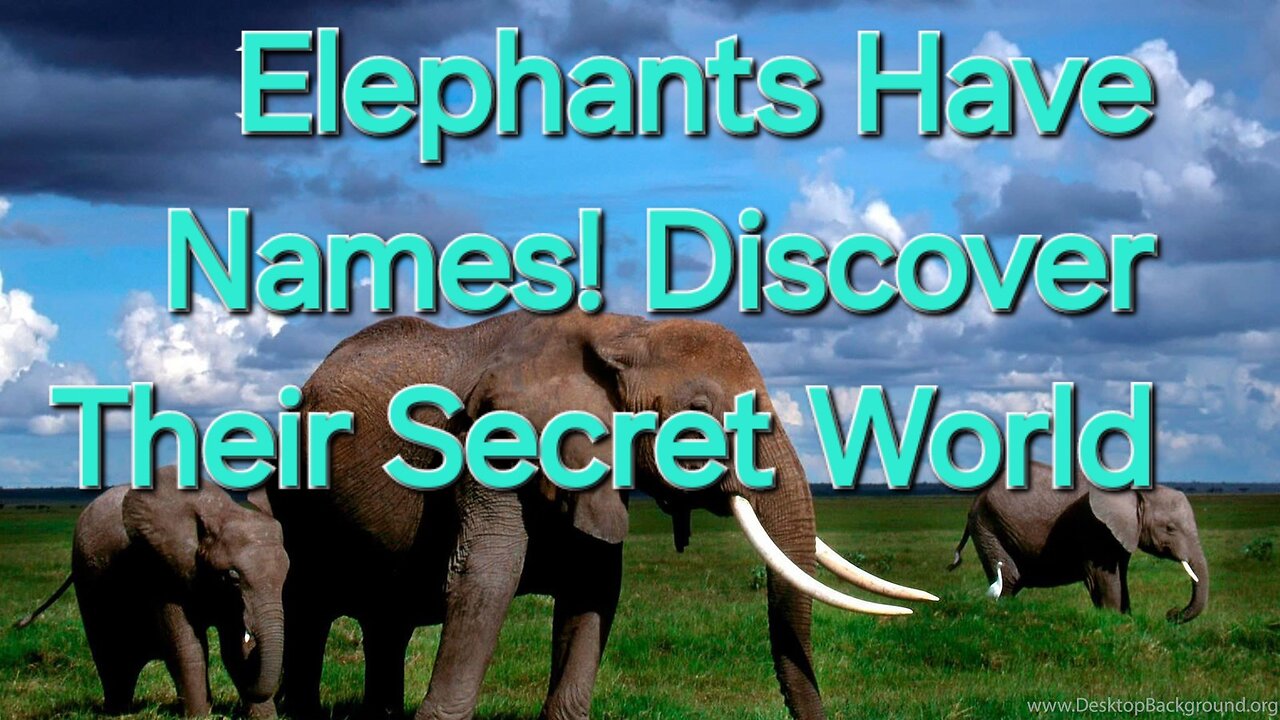 Elephants give other names in remarkable discovery