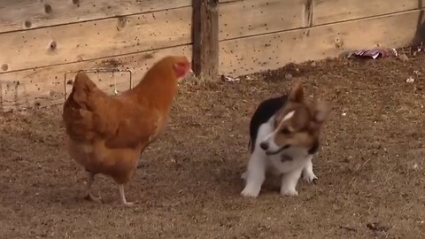 Dog And Chicken Fighting