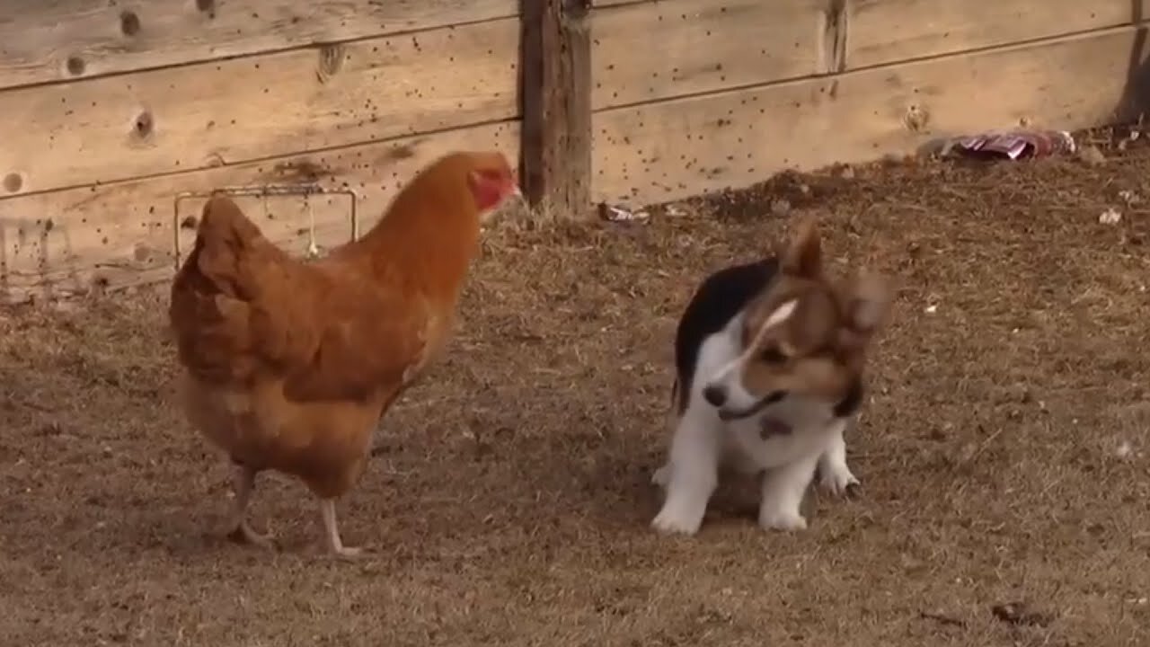 Dog And Chicken Fighting