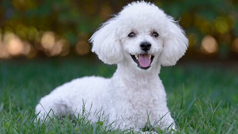 Poodle Couple playing