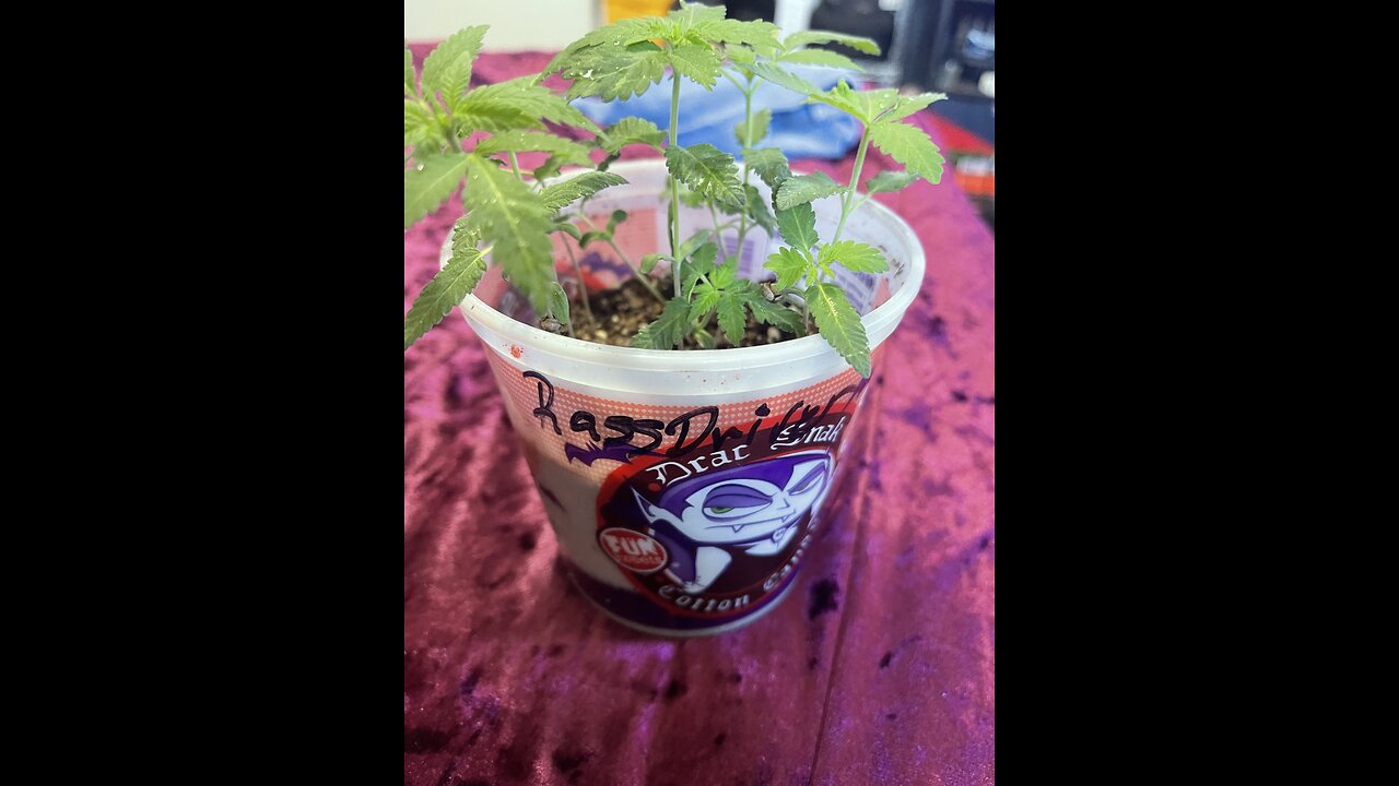 SOS Death Valley genetics