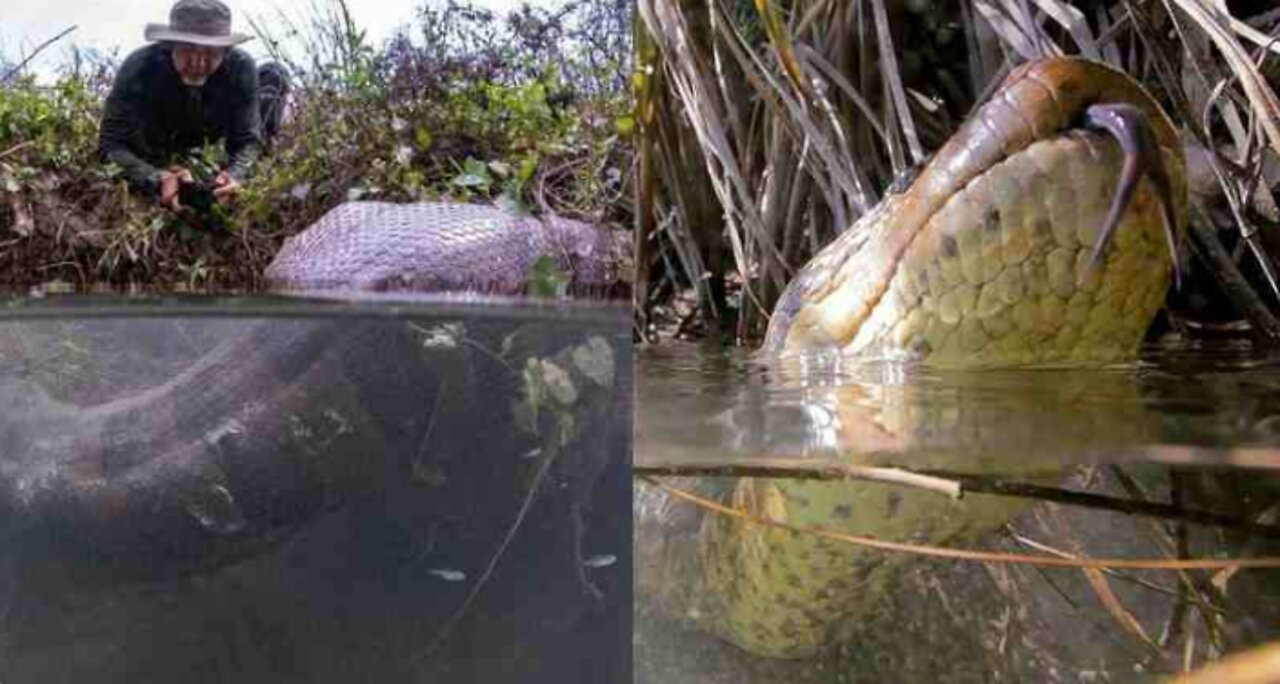 Man Touches Giant Snake