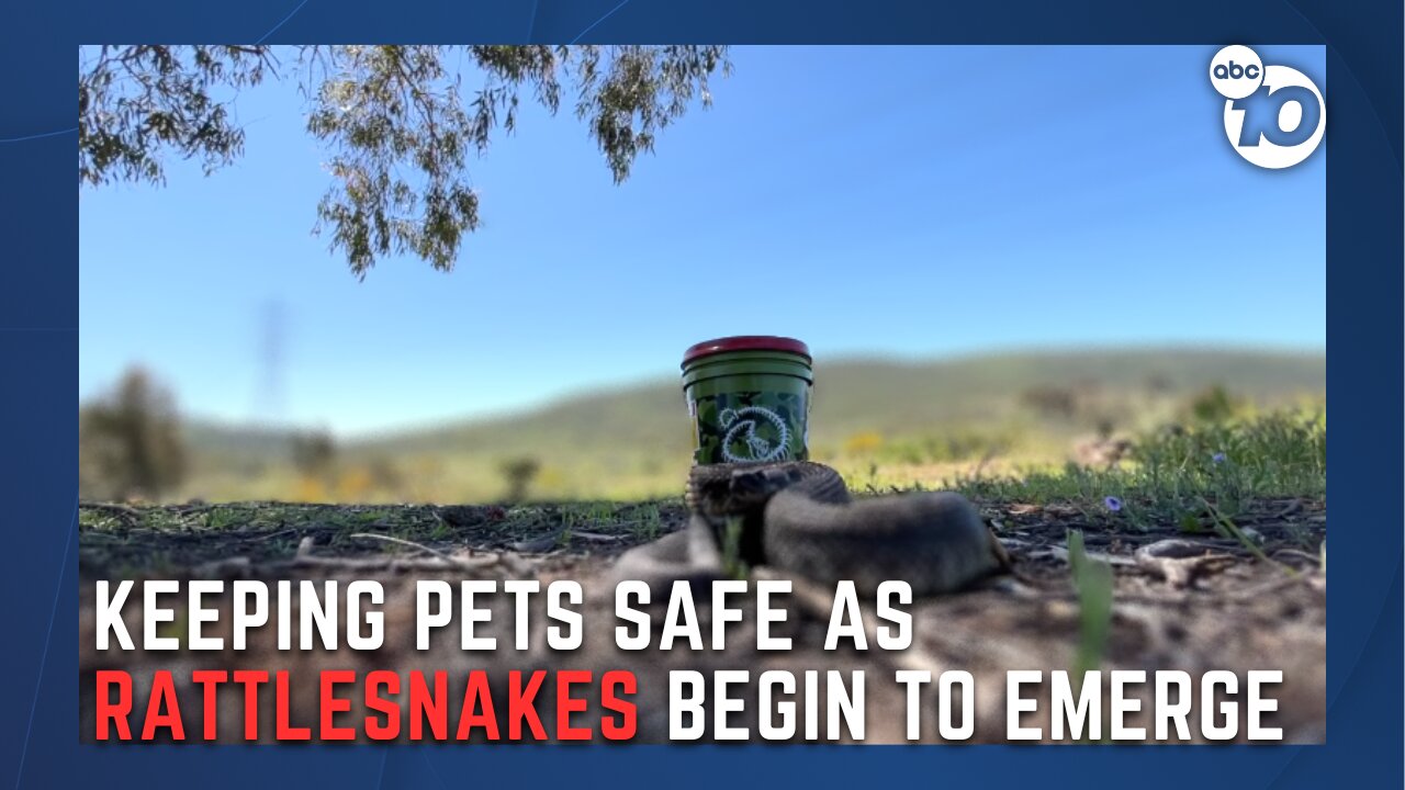 Owners urge the safety of pets as rattlesnakes emerge