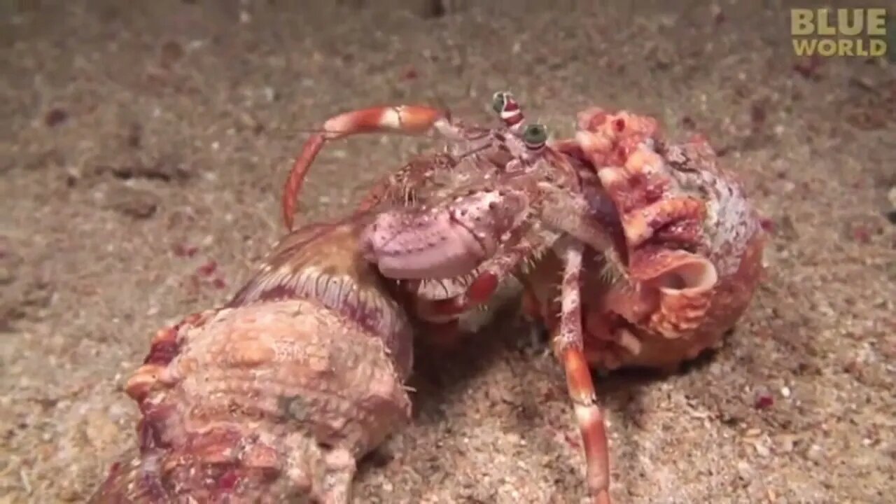 Hermit Crab Switching Shell