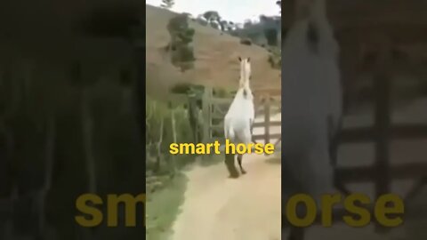 smart horse #shorts