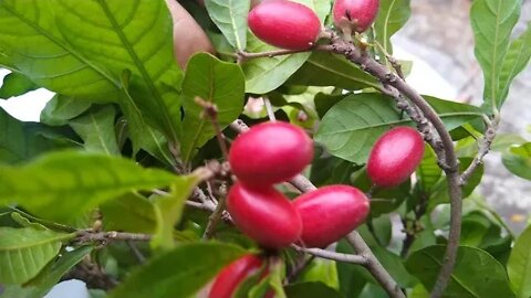 como adubar e acidificar o solo para seu pé de fruto do milagre produzir mais e frutos grandes