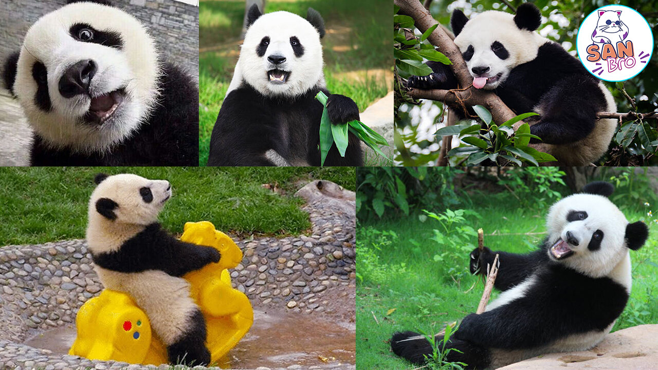 Cute funny Panda Compilation- Action Kung Fu Panda - Funny Video 2023