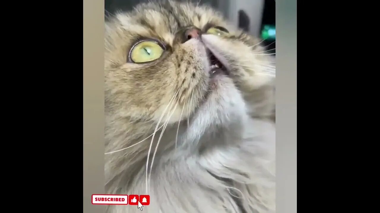 cute cat videos 😹 funny videos 😂1756
