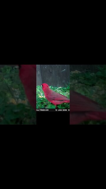 Cardinal 🐦closeup 👀and red as ever #cute #funny #animal #nature #wildlife #trailcam #farm #homestead