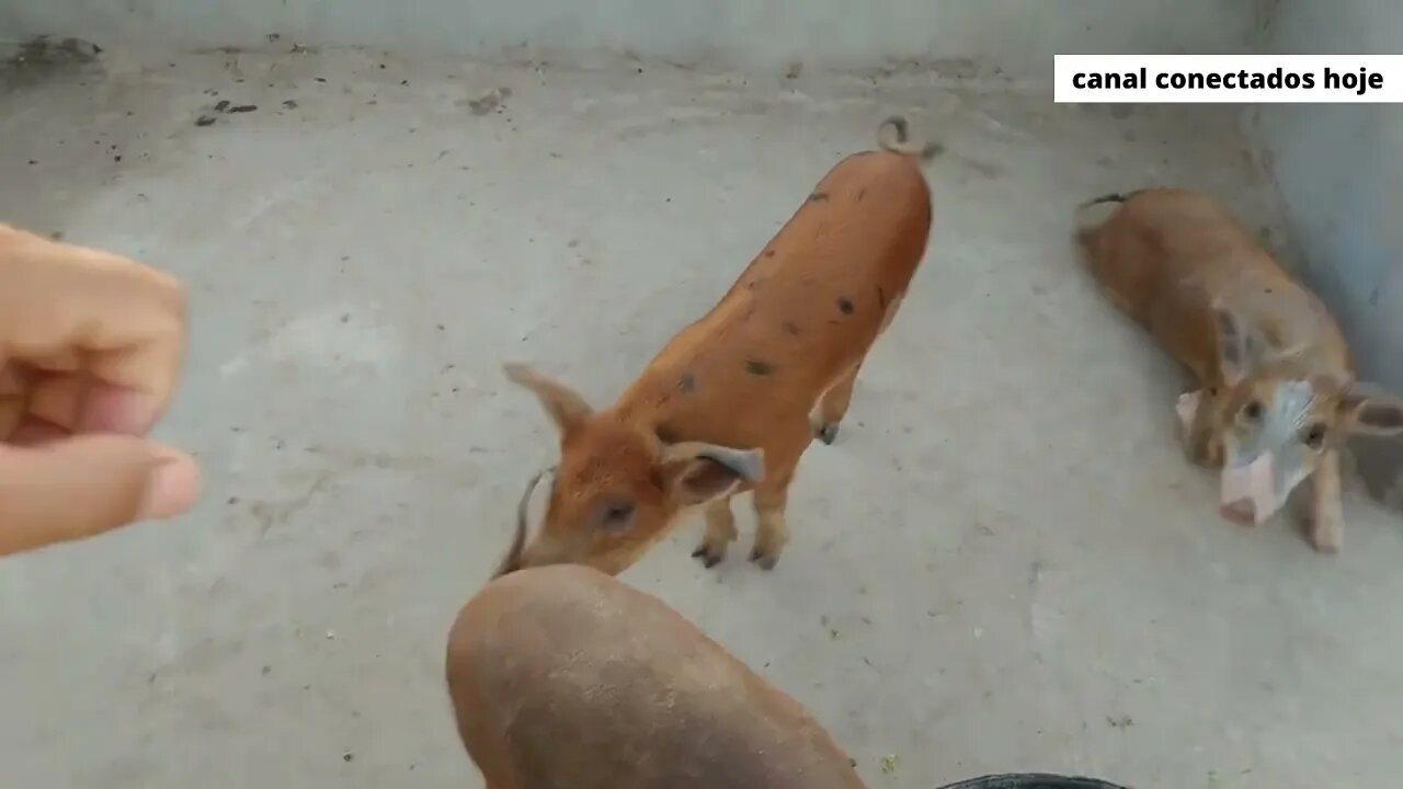 Baia para suínos e tamanho para até 3 porcos ou 4 medios criação de suínos/porcos