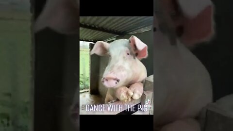 Dance with the Pig