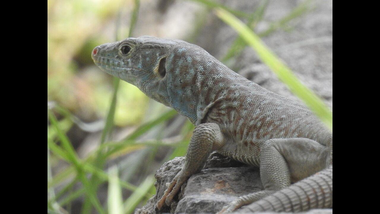 wild reptiles