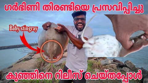 തിരണ്ടിയുടെ സീസണിൽ മീൻ ചാകര🔥🔥STINGRAY CATCHING IS GOOSEBUMPS 🌈🌈CAUGHT 5KG STINGRAY