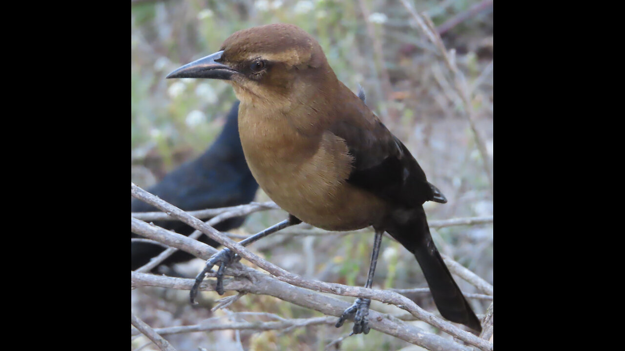 Brewer's Blackbird Song